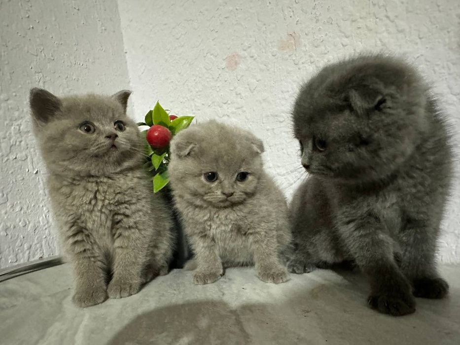 Mushuk bolari sotiladi 2 oyli