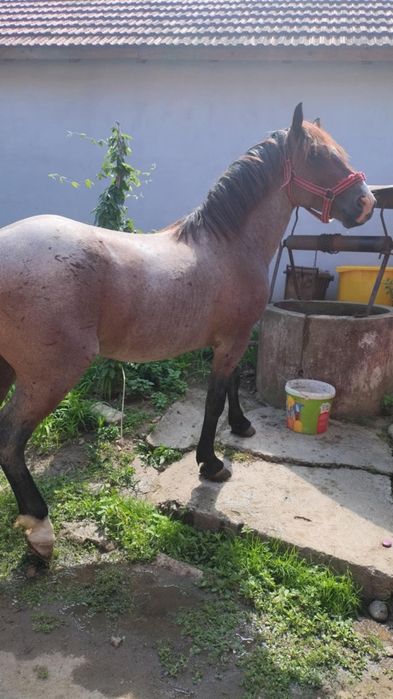 Vând armăsar semi greu 4 ani