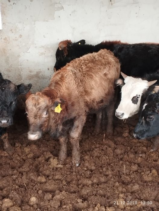 Букалар, кунажындар. Ангус, швед