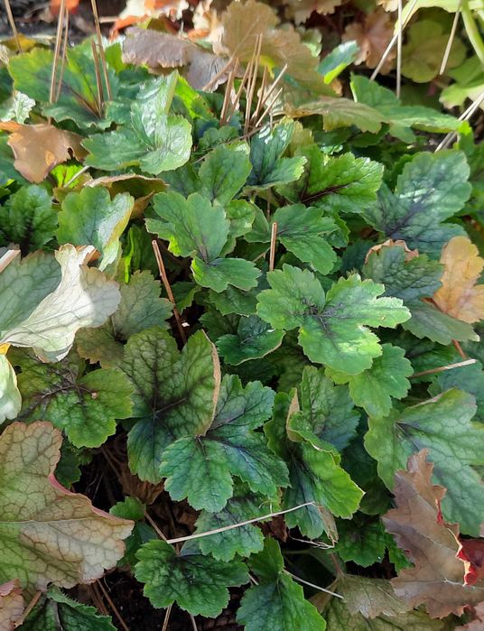 Хойхера - 5 вида