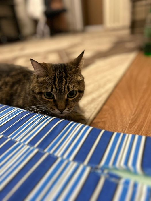 Ищем дом для кота
