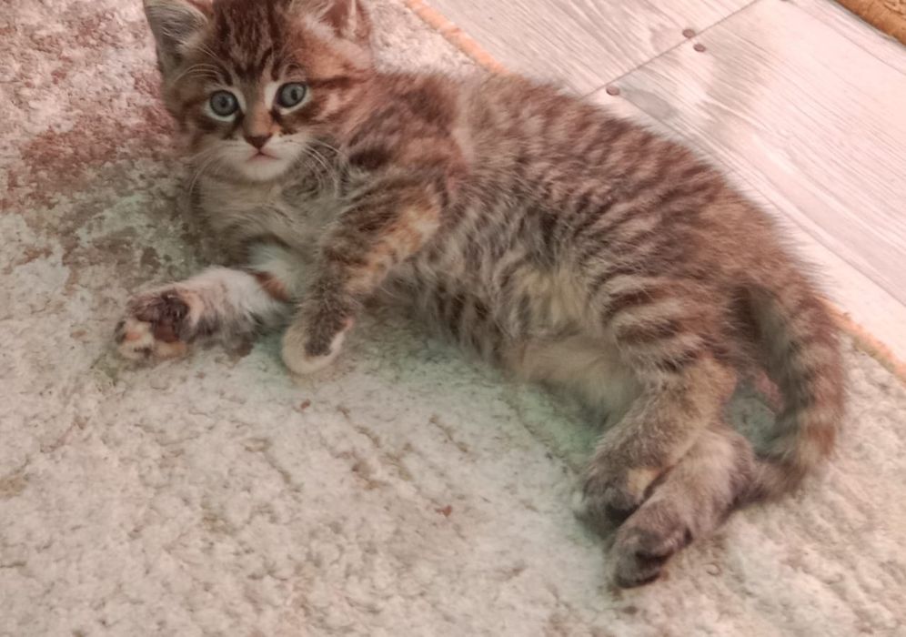 Отдам котят в добрые руки