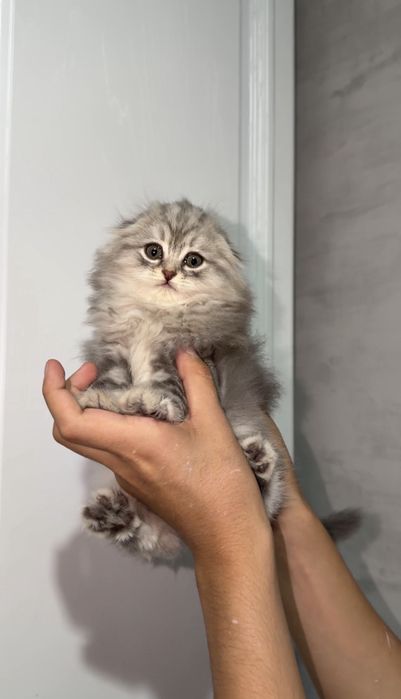 Шотландский хайленд фолд