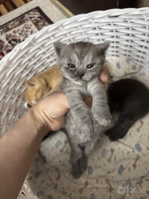 1 yarim oylik muwukcala oyisi bilan sotiladi