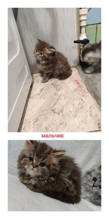 Британский+Шотландский котята (кошка)