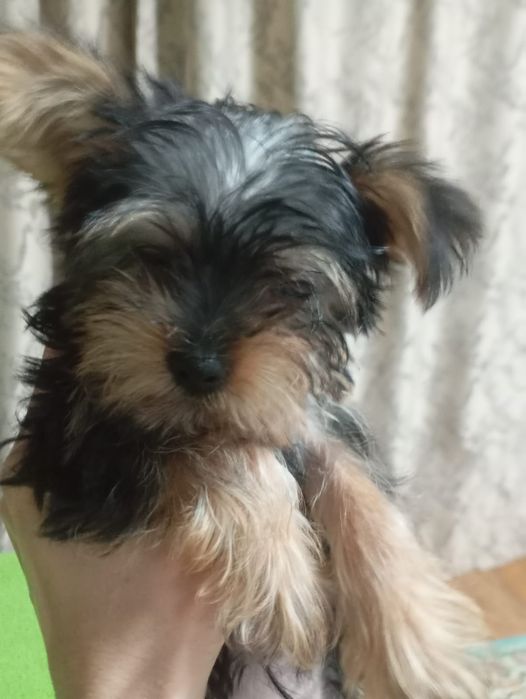 Йоркширский терьер