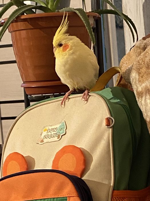 Продам кореллу молодой