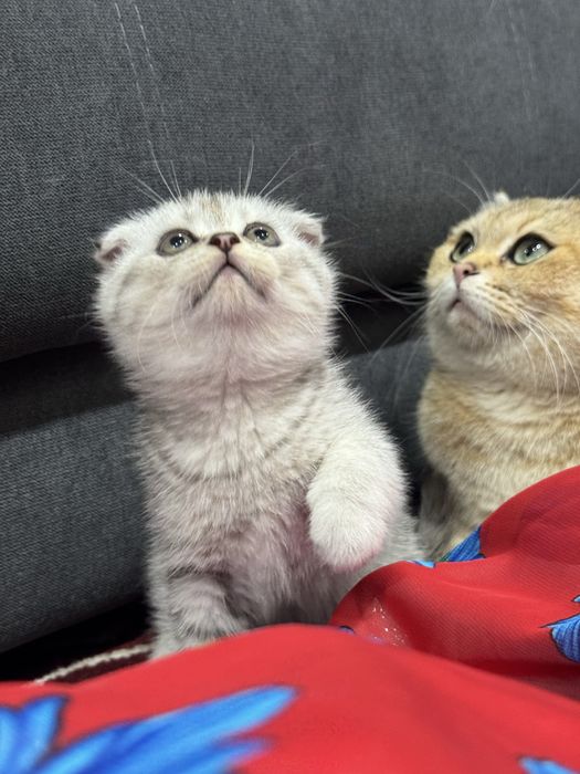 Продаётся котята  шиншиллы