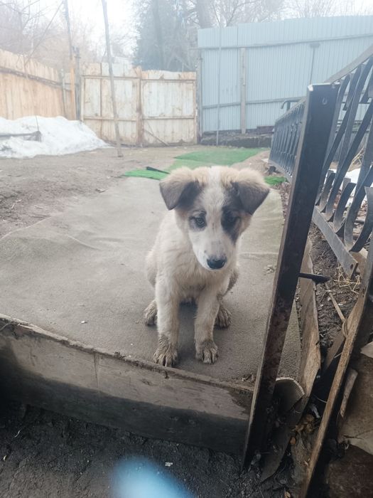 Продам срочно собаку