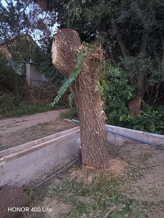 Дерево сарагач на дроаа