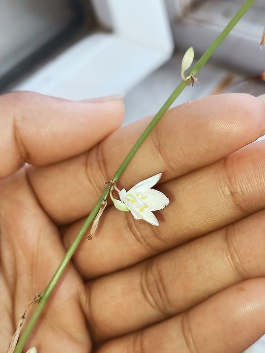 Кактус и хлорофитум