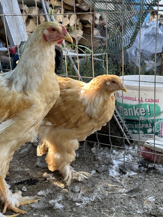 Cocosi brahma potarnichiu si lemon