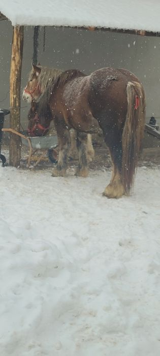 Manz 2 ani jumate de vânzare