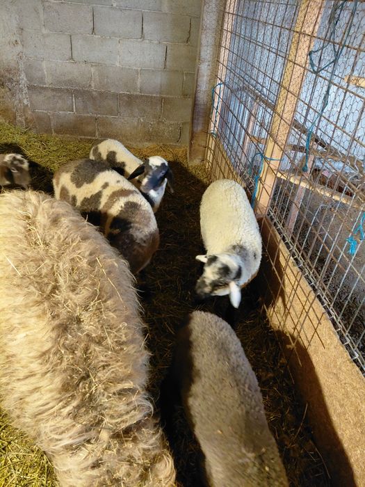 Vând miei de Paște sau de prasila