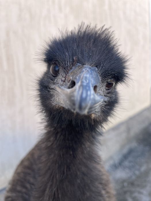 Эму Австралийский