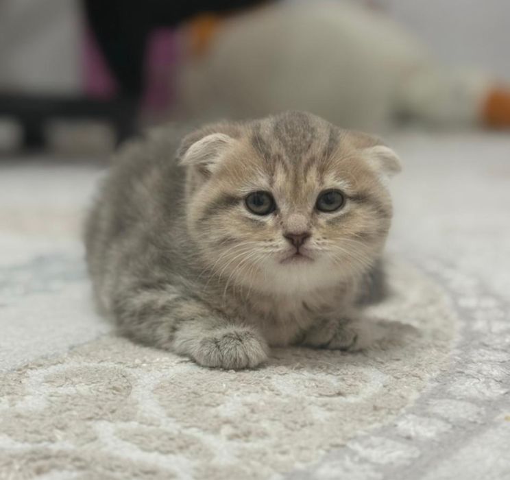 Котята Британцы очень красивые