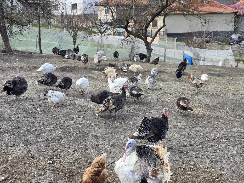 Oua de curca pt incubat