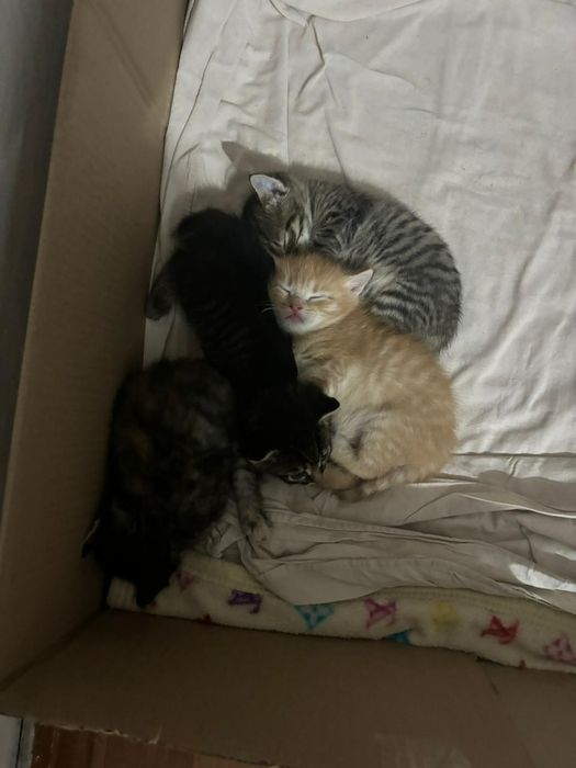 Отдам котят в добрые руки