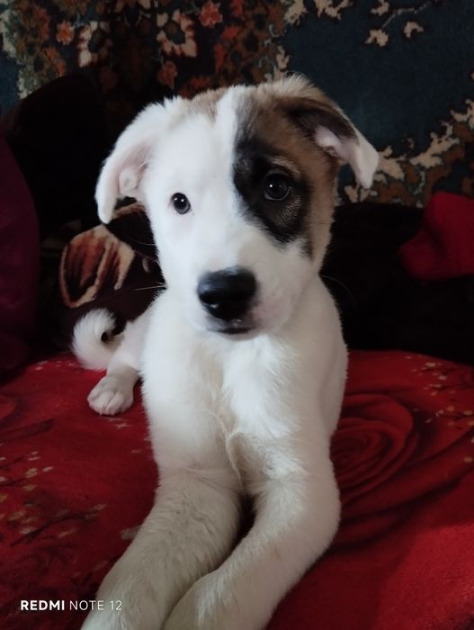 щенок в добрые руки