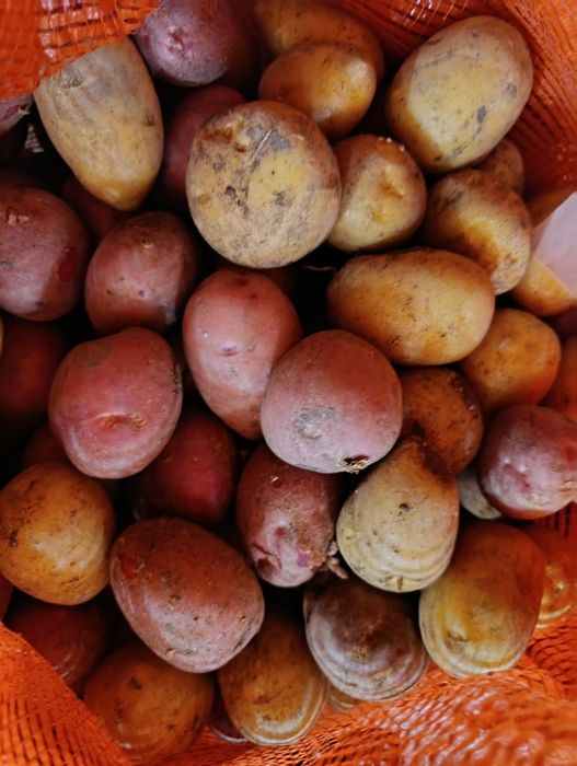 Продам семенную картошку