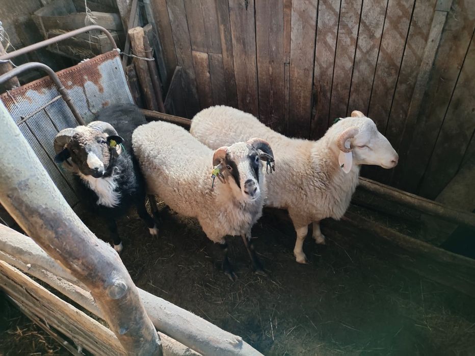 Бараны  на откорме