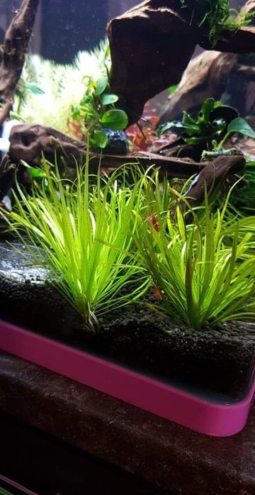 Plante naturale acvariu apa dulce.