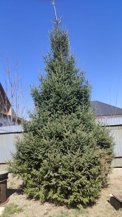 Елка Тянь-шаньская