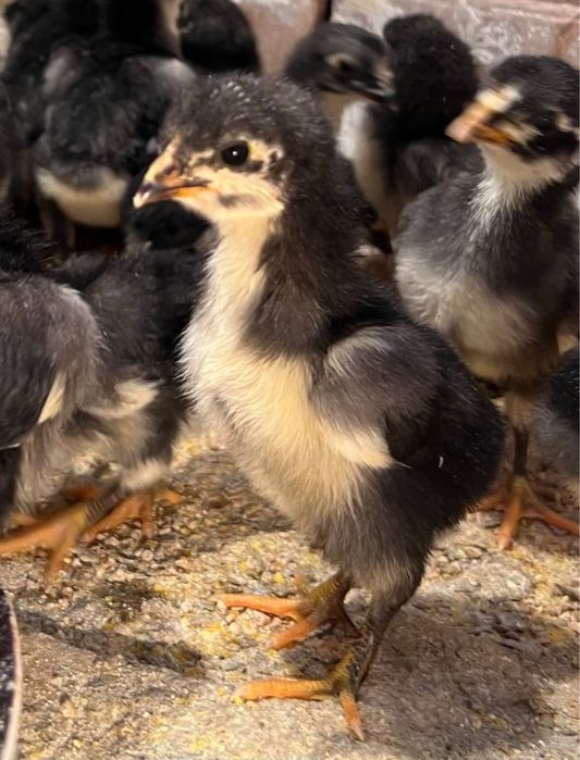 Qora shaxzoda tovuq xo’roz