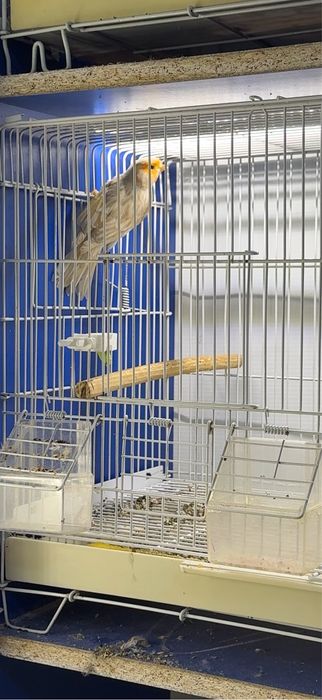 Канарейка пара самка и самец