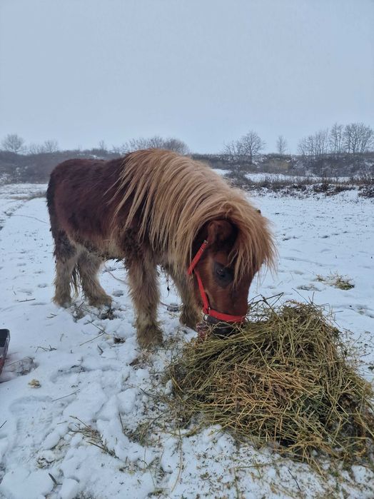 Vand ponei sau schimb cu poneita