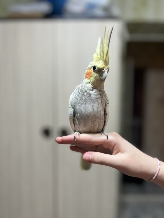 Продам ручного попугая