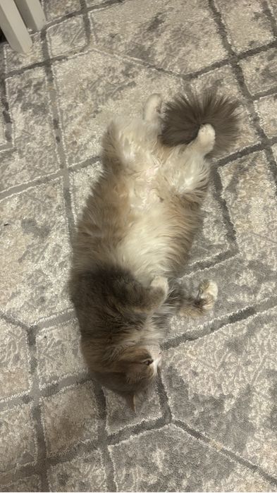 Отдам доброй руке кошку