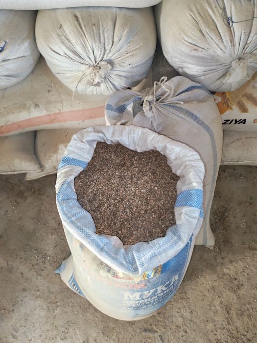 Продается семена эспарцета