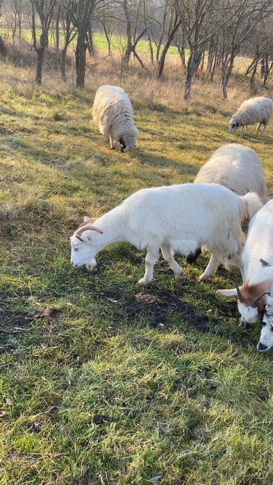 Vand doua capre gestante