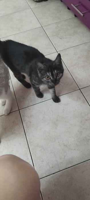 Отдам Котят в хорошие руки