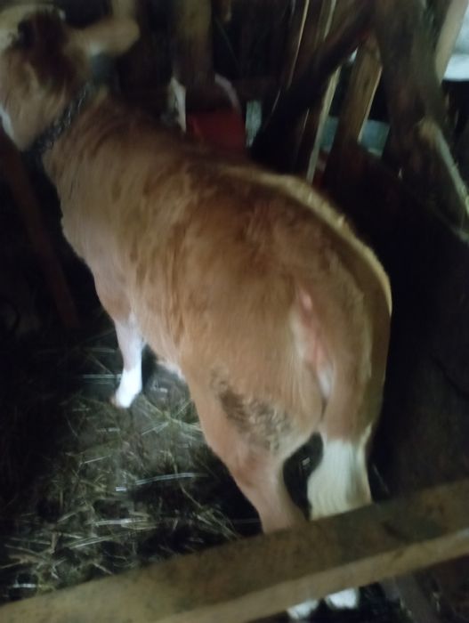 Vănd vițelușă de trei luni