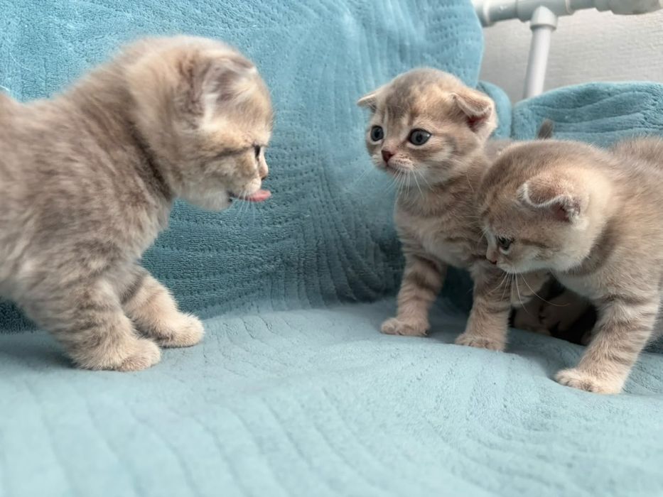 Продаю веслоухих шатланских котят