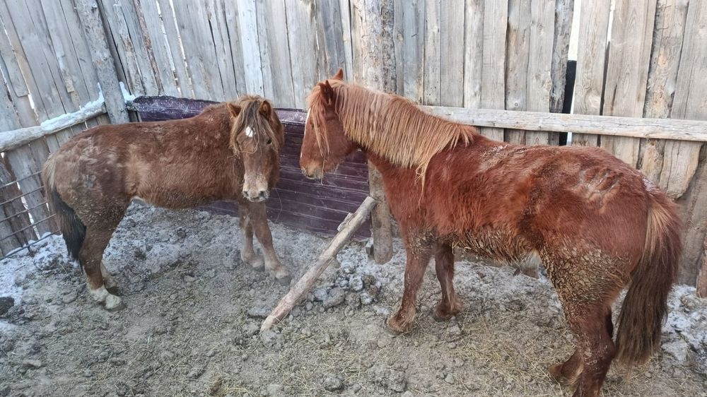 Продам молодые кобылы 3х и 4х годовалые