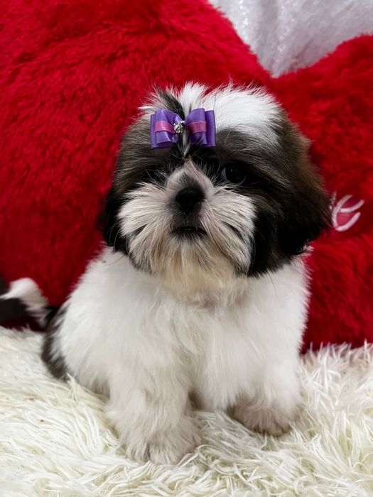 Очаровательные щенки щи-тцу