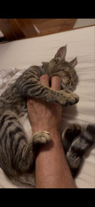 Adoptie pisicuta