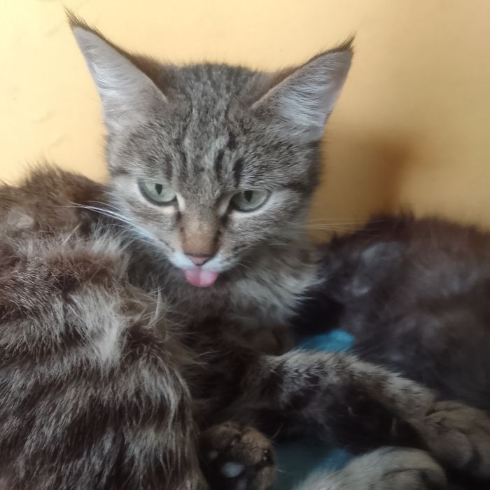 Милашки котята ищут хозяина