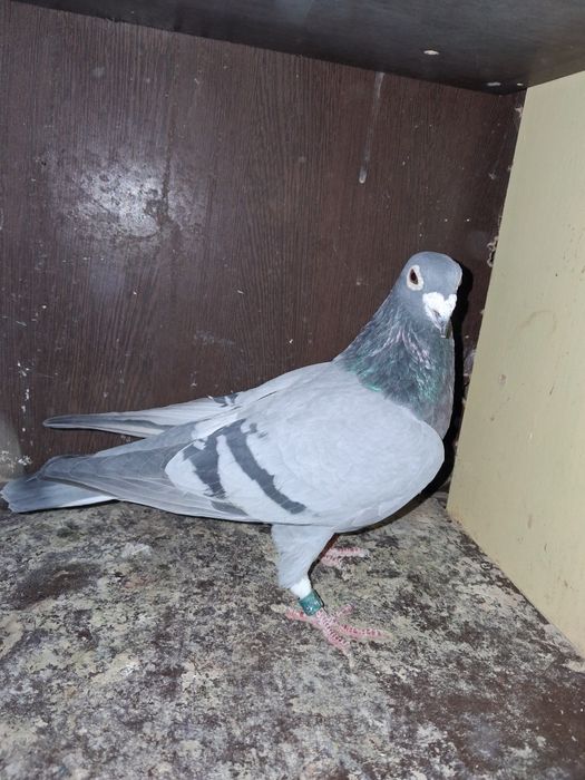 Porumbei cu pedigree