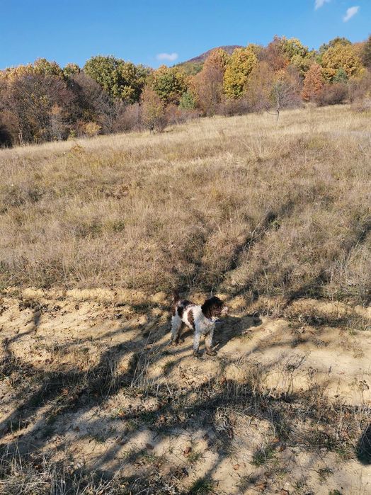 Продавам лагото романьоло