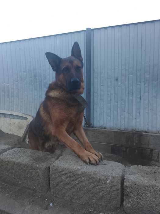 Немецкая овчарка собака