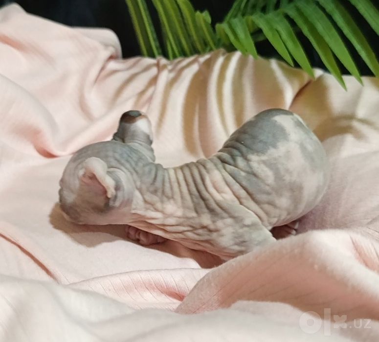 Сфинкс двельф 1 месяц девочка