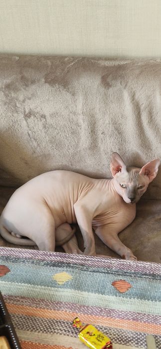 Кот сфинкс стерилизованный