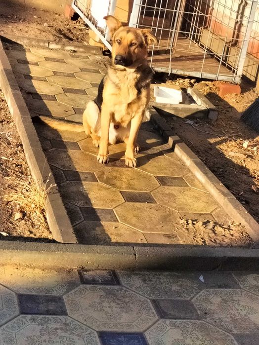 овчарка собака,,