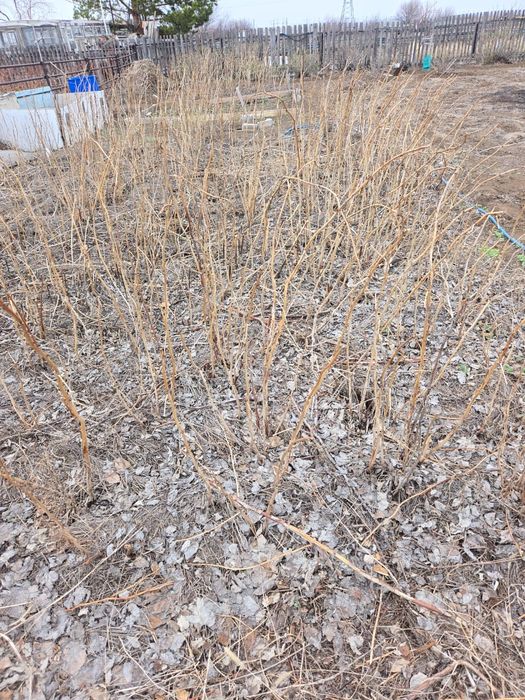 Продам дачу на Союзе