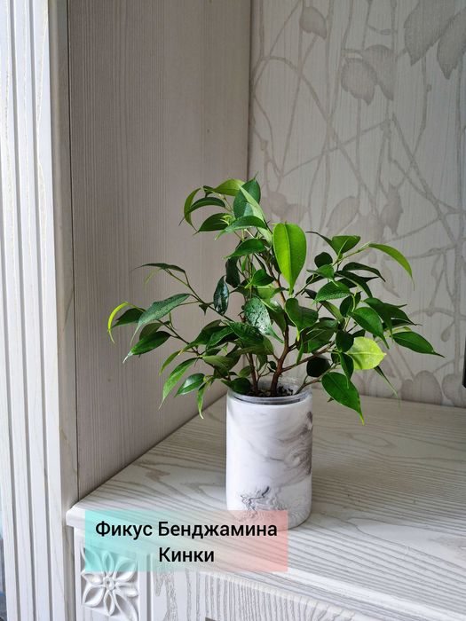 Фикус Бенджамина Кинки
