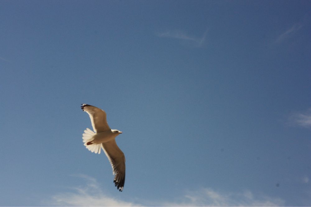 Canon eos 450d зеркальный фотоаппарат